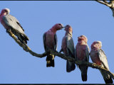 A Row of Galah Cockatoos Perched on a Small Tree Branch