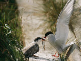 An Arctic Tern Brings its Offspring a Fish