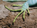 A Close View of a Fijian Banded Iguanas Foot