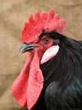 A Minorca Rooster is Pictured in Front of a Burlap Background