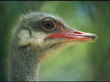 Close View of an Ostrich
