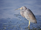 A Tri-Colored Heron Stands in Grassy, Shallow Water