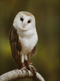 A Snowy-Faced Barn Owl is One of the Wildlife Exhibits at the Nature Station