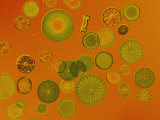 Diatoms