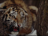 Snarling Tiger