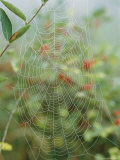 Spiderweb Covered in Dew