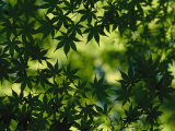 Silhouette of Japanese Maple Leaves