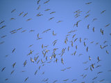 Sandhill Cranes Look for Food in a Field Near Kearney, Nebraska