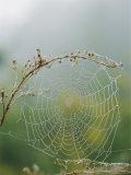 Spiderweb Covered in Dew