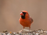 A Male Northern Cardinal (Cardinalis Cardinalis) on a Spring Day