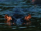 Submerged Hippopotamus