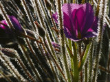 Buy Close-up of a Byblis Plant at AllPosters.com