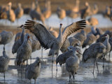 Sandhill Cranes Roost on the Platte River Near Kearney, Nebraska