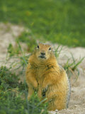 Arctic Ground Squirrel by its Burrow