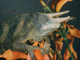 Buy Close View of a Chameleon at AllPosters.com