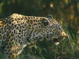 A Leopard Stalks its Prey