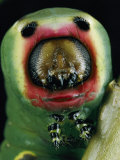 Close View of a Puss Moth Caterpillar