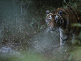 Tiger in the Bush