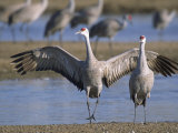 Sandhill Cranes Roost Along the Platte River Near Kearney, Nebraska