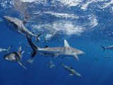 Buy A School of Gray Reef Sharks Swim in Different Directions at AllPosters.com
