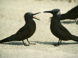 Black Noddy Terns