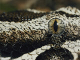 Close View of the Marble-Like Eye and Patterned Scales of a Rhinoceros Viper Snake