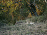 A Leopard Relaxing