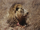 Buy A Close View of a Male African Lion Holding the Remains of His Last Victim in His Paws at AllPosters.com