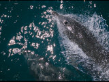 A Bottlenose Dolphin Swims Through the Sea off the Coast of Australia