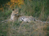 A Leopard Relaxes While Keeping a Lookout for Prey