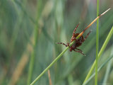An American Dog Tick with its Front Legs Extended in a Questing Position