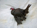 A Bronze Turkey against a White Quilted Background