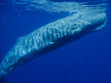 Ripples Reflect off the Back of a Sperm Whale