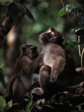 A Long-Tailed Macaque Removing Parasites from Another Monkey