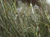 A Spider Hangs in the Middle of its Dew-Covered Web