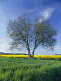 A Single Tree in a Yellow Rape Field