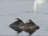 Black Egrets Shielding the Water with Their Wings