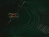 An Orb-Weaver Spider and its Web Sparkle in the Sunshine