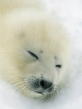 Resting Gray Seal Pup