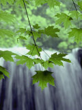 Buy Maple Leaves against a Waterfall Backdrop at AllPosters.com