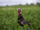 A Bronze Turkey at a Farm in Kansas