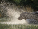 A Hippo Splashes into the Water