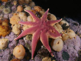 A Smooth Sun Star and Sea Anemones in the Gulf of Maine