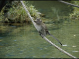 Buy Monkey on a Rope at AllPosters.com