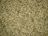 Buy Rice Grains at AllPosters.com