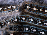 Forest Tent Moth Caterpillars
