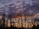 Buy Twilight Sky over a Grove of Trees at AllPosters.com