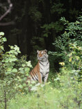 An Alert Siberian Tiger Sits on the Edge of a Dense Forest