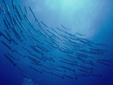 Buy A School of Barracuda Swimming in a Circle at AllPosters.com