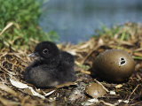 A Common Loon Chick Sits in its Waterside Nest